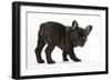 Dark Brindle French Bulldog Pup, Bacchus, 9 Weeks Old-Mark Taylor-Framed Photographic Print