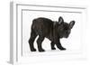 Dark Brindle French Bulldog Pup, Bacchus, 9 Weeks Old-Mark Taylor-Framed Photographic Print