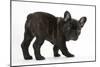 Dark Brindle French Bulldog Pup, Bacchus, 9 Weeks Old-Mark Taylor-Mounted Photographic Print