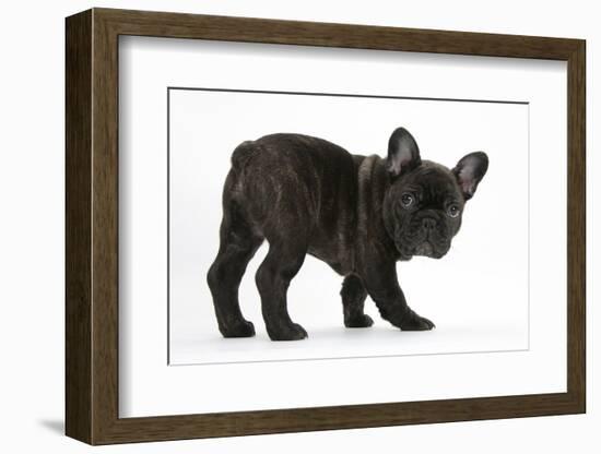 Dark Brindle French Bulldog Pup, Bacchus, 9 Weeks Old-Mark Taylor-Framed Photographic Print