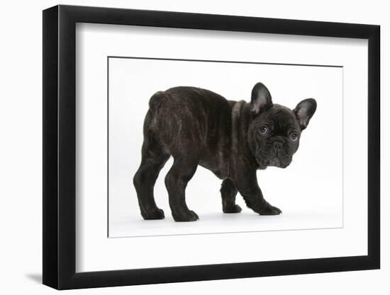 Dark Brindle French Bulldog Pup, Bacchus, 9 Weeks Old-Mark Taylor-Framed Photographic Print