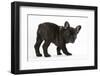 Dark Brindle French Bulldog Pup, Bacchus, 9 Weeks Old-Mark Taylor-Framed Photographic Print