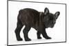 Dark Brindle French Bulldog Pup, Bacchus, 9 Weeks Old-Mark Taylor-Mounted Photographic Print