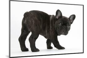 Dark Brindle French Bulldog Pup, Bacchus, 9 Weeks Old-Mark Taylor-Mounted Photographic Print