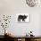 Dark Brindle French Bulldog Pup, Bacchus, 9 Weeks Old-Mark Taylor-Photographic Print displayed on a wall