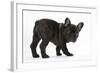 Dark Brindle French Bulldog Pup, Bacchus, 9 Weeks Old-Mark Taylor-Framed Photographic Print