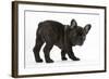 Dark Brindle French Bulldog Pup, Bacchus, 9 Weeks Old-Mark Taylor-Framed Photographic Print