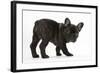 Dark Brindle French Bulldog Pup, Bacchus, 9 Weeks Old-Mark Taylor-Framed Photographic Print