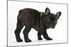 Dark Brindle French Bulldog Pup, Bacchus, 9 Weeks Old-Mark Taylor-Mounted Photographic Print