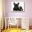 Dark Brindle French Bulldog Puppy, Bacchus, 9 Weeks, with Guinea Pig-Mark Taylor-Stretched Canvas displayed on a wall