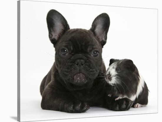 Dark Brindle French Bulldog Puppy, Bacchus, 9 Weeks, with Guinea Pig-Mark Taylor-Stretched Canvas