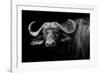 Dark Buffalo-null-Framed Photographic Print