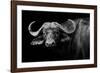 Dark Buffalo-null-Framed Photographic Print