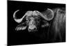 Dark Buffalo-null-Mounted Photographic Print