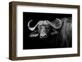 Dark Buffalo-null-Framed Photographic Print