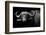 Dark Buffalo-null-Framed Photographic Print