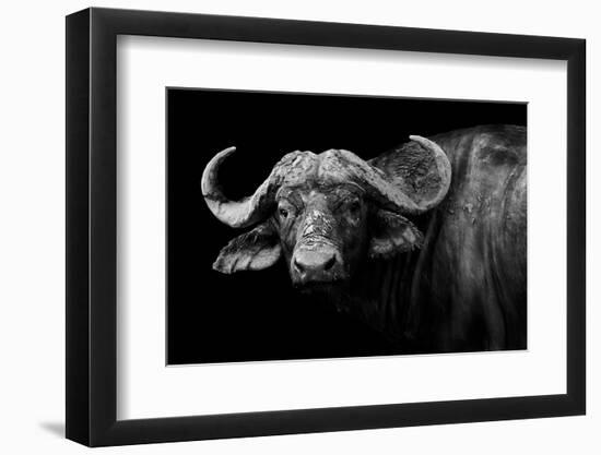 Dark Buffalo-null-Framed Photographic Print