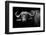 Dark Buffalo-null-Framed Photographic Print