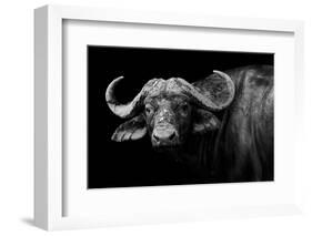 Dark Buffalo-null-Framed Photographic Print