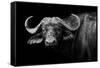 Dark Buffalo-null-Framed Stretched Canvas