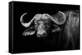 Dark Buffalo-null-Framed Stretched Canvas