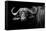 Dark Buffalo-null-Framed Stretched Canvas