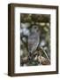 Dark Chanting Goshawk (Melierax Metabates), Serengeti National Park, Tanzania, East Africa, Africa-James Hager-Framed Photographic Print