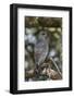 Dark Chanting Goshawk (Melierax Metabates), Serengeti National Park, Tanzania, East Africa, Africa-James Hager-Framed Photographic Print