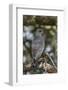 Dark Chanting Goshawk (Melierax Metabates), Serengeti National Park, Tanzania, East Africa, Africa-James Hager-Framed Photographic Print