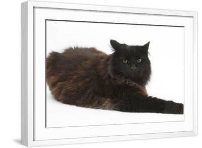 Dark Chocolate Cat Photographic Print Mark Taylor Allposters Com