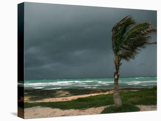 Dark Clouds Gather and a Palm Tree Blows-null-Stretched Canvas