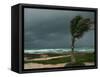 Dark Clouds Gather and a Palm Tree Blows-null-Framed Stretched Canvas
