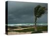 Dark Clouds Gather and a Palm Tree Blows-null-Stretched Canvas