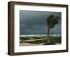 Dark Clouds Gather and a Palm Tree Blows-null-Framed Photographic Print