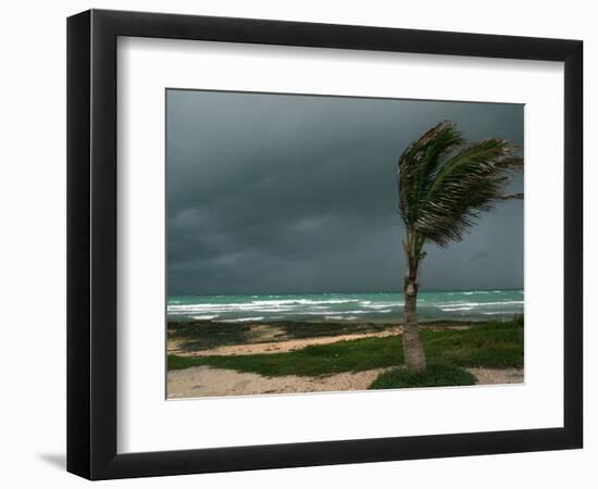 Dark Clouds Gather and a Palm Tree Blows-null-Framed Photographic Print