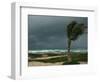 Dark Clouds Gather and a Palm Tree Blows-null-Framed Photographic Print