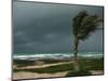 Dark Clouds Gather and a Palm Tree Blows-null-Mounted Photographic Print