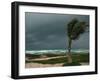 Dark Clouds Gather and a Palm Tree Blows-null-Framed Photographic Print