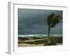 Dark Clouds Gather and a Palm Tree Blows-null-Framed Photographic Print