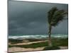 Dark Clouds Gather and a Palm Tree Blows-null-Mounted Photographic Print