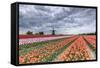 Dark Clouds over Fields of Multicolored Tulips and Windmill, Netherlands-Roberto Moiola-Framed Stretched Canvas