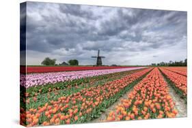 Dark Clouds over Fields of Multicolored Tulips and Windmill, Netherlands-Roberto Moiola-Stretched Canvas