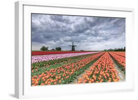 Dark Clouds over Fields of Multicolored Tulips and Windmill, Netherlands-Roberto Moiola-Framed Photographic Print