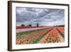 Dark Clouds over Fields of Multicolored Tulips and Windmill, Netherlands-Roberto Moiola-Framed Photographic Print