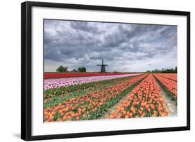 Dark Clouds over Fields of Multicolored Tulips and Windmill, Netherlands-Roberto Moiola-Framed Photographic Print