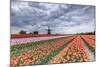 Dark Clouds over Fields of Multicolored Tulips and Windmill, Netherlands-Roberto Moiola-Mounted Photographic Print