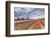 Dark Clouds over Fields of Multicolored Tulips and Windmill, Netherlands-Roberto Moiola-Framed Photographic Print