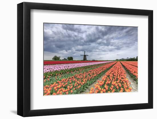 Dark Clouds over Fields of Multicolored Tulips and Windmill, Netherlands-Roberto Moiola-Framed Photographic Print