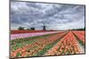 Dark Clouds over Fields of Multicolored Tulips and Windmill, Netherlands-Roberto Moiola-Mounted Photographic Print