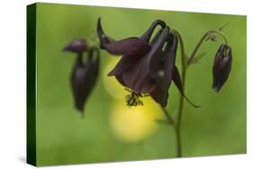 Dark Columbine (Aquilegia Atrata) Flower, Liechtenstein, June 2009-Giesbers-Stretched Canvas